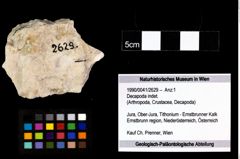 Foto (Objekt + Etikett) von Decapoda indet.  (NHMW-GEO-1990-0041-2629)